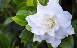 4 lý do vì sao nên trồng 1 cây dành dành trước cửa nhà