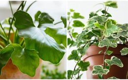 6 loại cây không nên trồng trong nhà