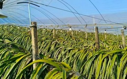 Không phải sầu riêng, Trung Quốc than khó với loại trái cây Việt Nam đang sản xuất đứng đầu thế giới: Giá chạm đáy 18.000 đồng/kg