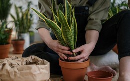 9 lý do vì sao bạn nên trồng 1 cây lưỡi hổ trong nhà