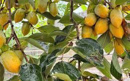 Lời khuyên dành cho các gia đình đang trồng cây hồng