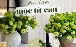 Loài hoa được vua Càn Long ví như "ngọc bàn đọng tuyết" đang trở thành xu hướng cắm hoa hot nhất mùa này: Khó chăm nhưng đáng từng đồng