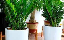 5 cây nên trồng trong nhà