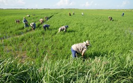 Cuba áp dụng cách của Việt Nam: Thả một loài vật xuống ruộng lúa, kết quả gây bất ngờ