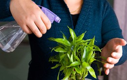 Lời khuyên dành cho gia đình đang trồng cây phát lộc