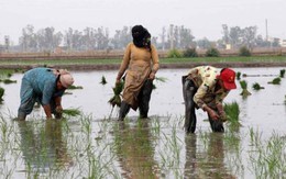 Gạo Ấn Độ, Thái Lan, Việt Nam sắp đón sóng gió, ‘thủ phạm’ là ai?