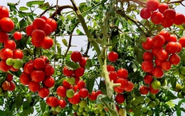 Lời khuyên đến những gia đình đang trồng cây cà chua