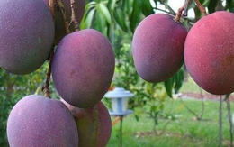 Loại quả ‘trứng của mặt trời’ vừa được đấu giá hơn 16 triệu đồng/cặp tại một quốc gia châu Á, Việt Nam vừa trồng thành công tại TP HCM