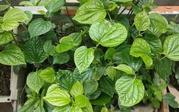 Lời khuyên dành cho những gia đình đang trồng cây lá lốt