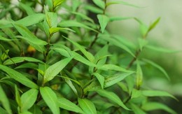 Lời khuyên dành cho các gia đình đang trồng rau răm