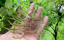 Uống lá đinh lăng, rễ lá lốt, người đàn ông cấp cứu vì không thể đi lại