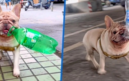 Chú chó đang gây sốt vì kiếm được hàng trăm triệu chỉ nhờ nhặt ve chai