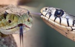 5 cách phân biệt rắn không độc và rắn có độc để đề phòng trong mùa hè