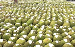 Việt Nam sở hữu 'cứu tinh của thế giới' khiến Trung Quốc phải thừa nhận ngon hơn 'của nhà trồng', bỏ túi gần 3.000 tỷ đồng từ đầu năm