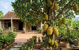 Vì sao người xưa thường trồng cây mít trong vườn nhà?
