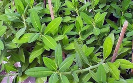 Tác dụng của cây thạch anh với sức khỏe