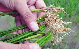 Nghiên cứu lúa tại đồng bằng sông Hồng, nhà khoa học Việt phát hiện điều chưa từng ghi nhận