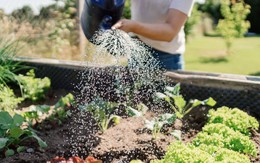 Chuyên gia tiết lộ thời điểm tưới cây tốt nhất lúc này - không phải sáng sớm