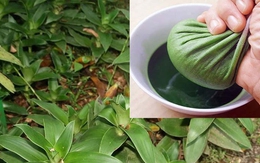 Tác dụng của cây lược vàng với sức khỏe