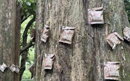 Hình ảnh lạ được ghi nhận tại Hồ Tây
