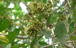 Từ loại cây mọc hoang, các nhà khoa học Việt lần đầu tạo ra chế phẩm kháng viêm, diệt tế bào ung thư