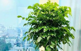 6 loại cây mang lại vận may, nên trồng ở ban công