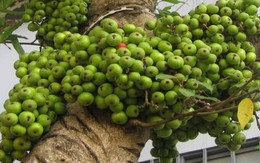 Hiện tượng cây sung nở hoa