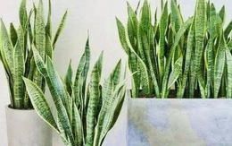 4 lời khuyên dành cho các gia đình đang trồng cây lưỡi hổ