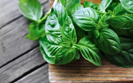 Vì sao ai cũng nên trồng một cây húng quế ở nhà?