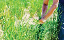 Loài cỏ dại tại Việt Nam chống sạt lở bất ngờ giúp giảm gần 75% lượng chì trong đất ô nhiễm