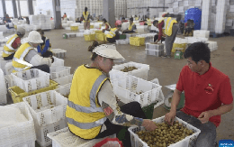 Thương lái Trung Quốc đến tận vườn gom mua một thứ, nhiều nông dân Campuchia đổi đời, đua nhau xây nhà mua xe