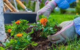 5 loại cây “hút” vận may, nên trồng trong sân nhà