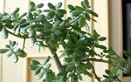 3 loại cây đặt trong nhà có thể sống trăm năm: Được xem như "báu vật" để lại cho con cháu