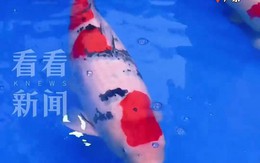 Một con cá Koi vừa được bán với giá 15,5 tỷ đồng, mang trong mình dòng máu đặc biệt