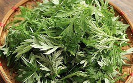 Vì sao người xưa thường trồng cây ngải cứu trong vườn?