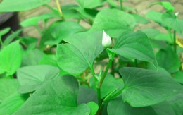 Vì sao người xưa thường trồng cây diếp cá quanh nhà?