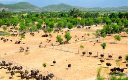 Bỏ nghề kỹ sư về quê nuôi con chim khổng lồ không biết bay, anh nông dân xây trang trại doanh thu tiền tỷ
