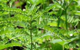 Vì sao gọi là cây chó đẻ?