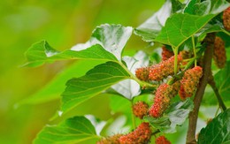 3 loại cây ăn quả chớ nên trồng trước nhà kẻo "hao tài, tán lộc"