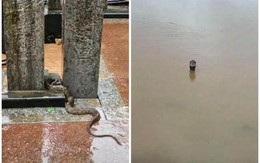 Vụ 900 con rắn sổng chuồng trong lũ ở Trung Quốc: Chủ trang trại lên tiếng về góc khuất mọi người không biết