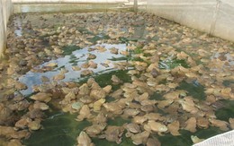 Bỏ nghề thợ điện về quê nuôi con xấu xí nhưng đẻ liên tục, anh nông dân thu lãi tới nửa tỷ đồng mỗi năm