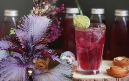 Uống nước lá tía tô lúc nào tốt nhất? 3 thời điểm nhiều người bỏ qua