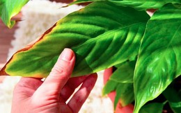 Hoa lan ý tươi lâu bất ngờ khi được làm điều này vào tháng 7