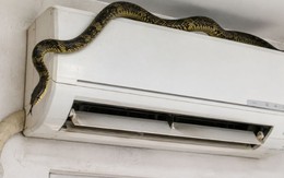 Mùa hè, mưa nhiều, rắn hoạt động cực mạnh: Không may bị rắn cắn, tuyệt đối không làm điều này