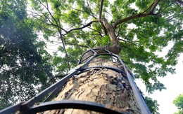 3 loại cây trồng trong vườn được ví như "báu vật", càng để lâu càng giá trị