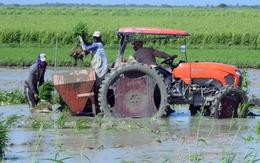 Lúa cao gần 1,8m: Việt Nam đã biến tuyệt vọng thành cảnh tượng hồi sinh chưa từng thấy ở Cuba