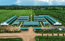 Công ty nông nghiệp của tỷ phú Trần Bá Dương báo lãi gấp 6 lần, nợ vượt 2,59 tỷ USD