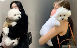Chi 5 triệu/tháng nuôi 2 em cún, thuê nhà 7 triệu cho chúng nó chạy nhảy: 30 tuổi nhận ra không phải cứ "bớt đi" là tốt