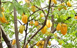 4 lý do vì sao nên trồng một cây khế trong sân nhà