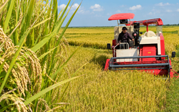 Giống lúa Việt Nam gây kinh ngạc ở Cuba: Chỉ bón 1/3 phân, năng suất gấp 3 lần